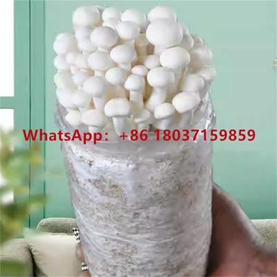 China Labor Saving Milky mushroom cultivation growing bag filling machine/electric clutch-brake mushroom bagging machine for sale