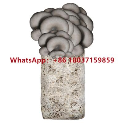 China Labor Saving mushroom spawn making machine mushroom spawn bag filling machine for sale