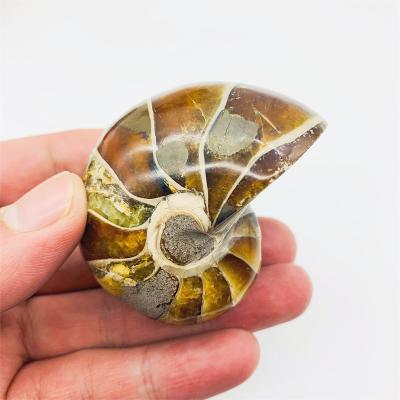 China Europe Wholesale Natural Madagascar Crystal Snail Fossil Conch Mineral Specimen Ammonite Fossil for sale