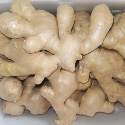 China Fresh Dry Ginger Thailand Fresh Ginger Good Price For Sale Fresh Ginger for sale