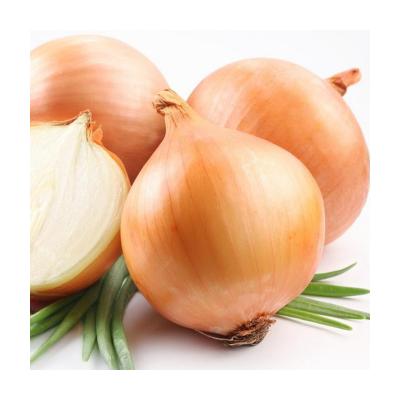 China Wholesale Yellow Onion Fresh High Quality New Yellow Onion Vegetable Growing for sale