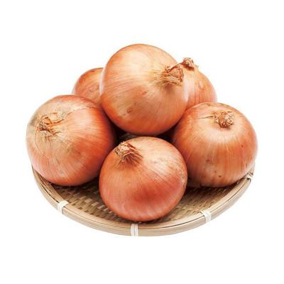 China Quality Guaranteed Fresh Large Natural Plump Yellow Onions for sale