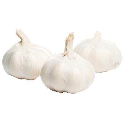 China Bulk fresh garlic the Chinese wholesale fresh pure white garlic fresh garlic market price 4p 6p for sale