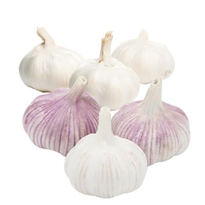 China Fresh Chinese Natural Garlic For Sale Pure White Garlic Price Shandong Fresh Garlic for sale