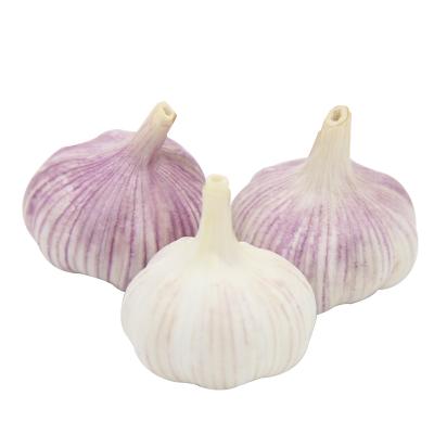 China chinese fresh pure white male fresh garlic price in china buy red white garlic for sale