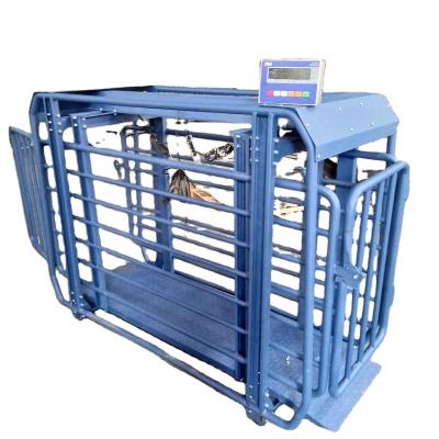 China Weight function new product EWQ used livestock platform scale for sheep and pig for sale