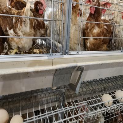 China Chicken Cage Farms Poultry Feeding System Chicken Drinkers for sale