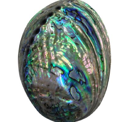 China New Zealand Style In Stock 12-18 Inch Factory Price Natural New Zealand Abalone Green Paua Shell Raw Material For Home Decoration for sale