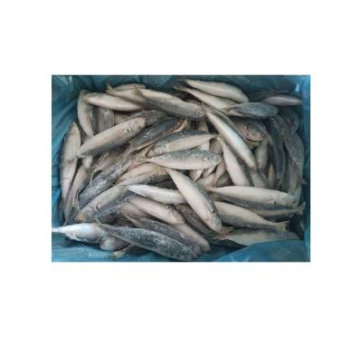 China 2021 FROZEN FISH 50-60g Organic SCAD for sale