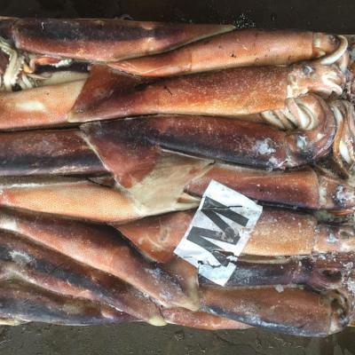 China NATURE Argentina squid/frozen squid/Illex frozen squid for sale