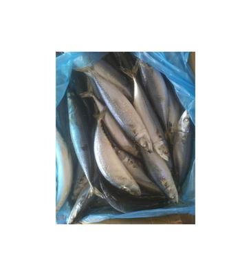 China Vitamins Best Price&Quality Frozen Mackerel for sale