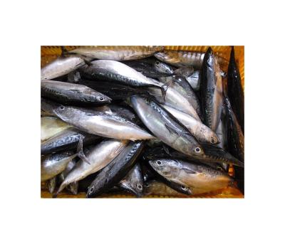 China Vitamins Whole Round Seafood Frozen Bonito for sale