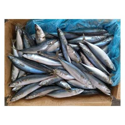 China Vitamins X163 200-250g Pacific Mackerel For Sale Frozen Whole Round Sea Mackerel Fish Scomber Japoncius for sale