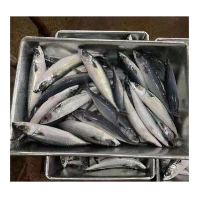 China X169 300-500g Mackerel Sea Organic Whole Round Frozen Pacific Mackerel Fish Cheap Price for sale