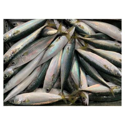 China Hot Selling Mackerel Fish Pacific Scomber Whole Round Vitamins X13 Japonicus Seafood Mackerel Jelly for sale