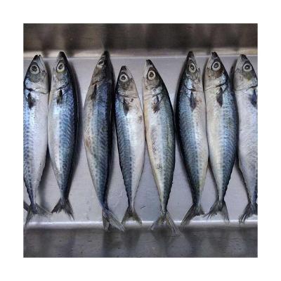 China Vitamins X8 Pacific Mackerel Fish Scomber Chub Mackerel Fish Pacificus for sale