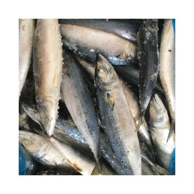 China Vitamin Mackerel Frozen Fish Frozen Fresh Seafood for sale