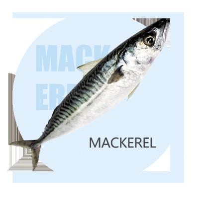 China Cheap manufacturer frozen scomber fish mackerel pacific vitamins X17 HACCP seafood sculpin for sale