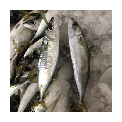 China Vitamins X15 Japonicus Frozen Sea Fish Mackerel Fish Price High Quality Pacific Scomber for sale