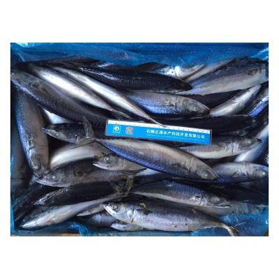 China New Season X12 Vitamins Mackerel Fish Vitamins Saba Fish Whole Round BQF Frozen Pacific Mackerel for sale