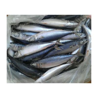 China Vitamin X3 40pcs/10kg international market whole round price frozen mackerel for sale for sale