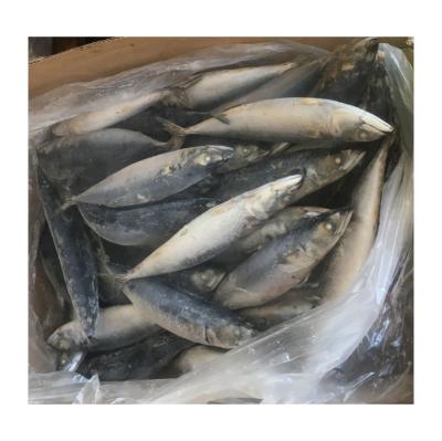 China Frozen Pacific Mackerel Fish 300-500g Scomber Large Japonicus Vitamins X5 China Original Mackerel Size for sale