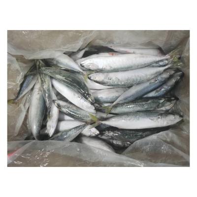 China X125 8-10pcs/kg Mackerel Mackerel Organic Frozen Pacific Land Mackerel Fish scomber for sale