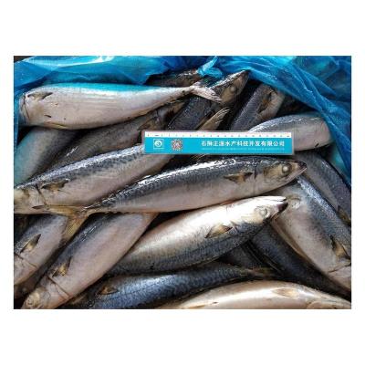 China Mackerel Pacific Mackerel Vitamins X1 Mackerel Fresh Price Mackerel Seafood HACCP For Sale Scomber Japoncius for sale