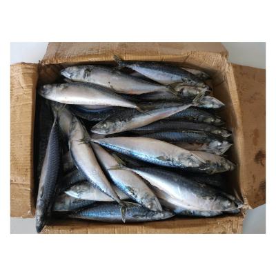 China New Vitamins X23 JAPONICUS Stock HACCP Frozen Mackerel Whole Round Fish Maker SCOMBER for sale