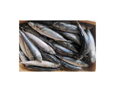 China 2021 NEW FROZEN PACIFIC MACKEREL SEAFOOD SEAFOOD low fat for sale