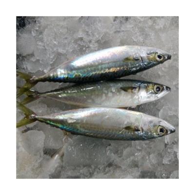 China Vitamins X10 Pacific Blue Mackerel Fish Whole Mackerel Fish BQF Frozen Seafood Mackere Whole Round Sea for sale