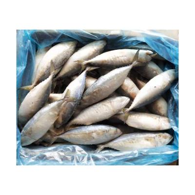 China Vitamins X41 Fresh Frozen Seafood IQF Indian Mackerel Whole Round Fish on Sale Fish Mackerel Supplier for sale