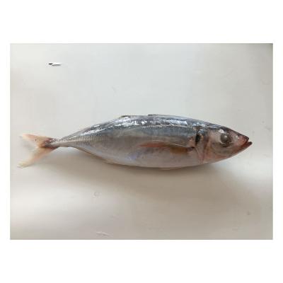 China Vitamins Chinese Factory Wholesale Seafood Redtail Scad Frozen Saurels For Market for sale