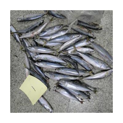 China NATURE 2021 new arrive frozen mackerel, frozen saurel for sale