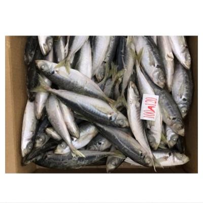 China Vitamins IQF Frozen Purse Seine Saurels For Sale for sale