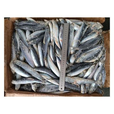 China Wholesale Vitamins Price Good Block Stars Frozen Sardine For Frozen Sardine Canning Whole Round for sale