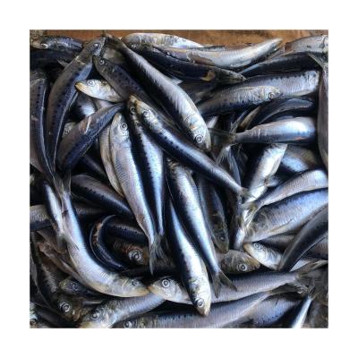 China Vitamins To Can Stars Wholesale Frozen Sardine Block Price Good Whole Round for sale