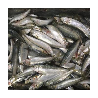 China Vitamins IQF High Quality Frozen Sardine Whole Round Fish for sale