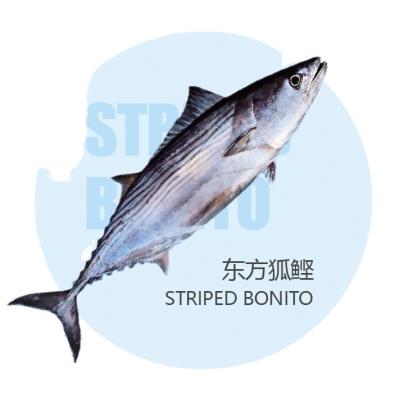 China Market Can To Can Big Size Sea Tuna Fish Frozen Frozen Bonito for sale