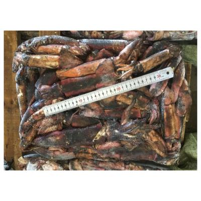 China 80-150g Nutritious Black Squid Uncleaned Squid For Groundbaits Frozen Black Squid for sale