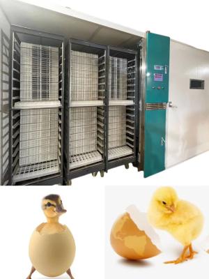 Chine Oeuf automatique de poulet de large échelle hachant la machine hachant le taux 98% à vendre