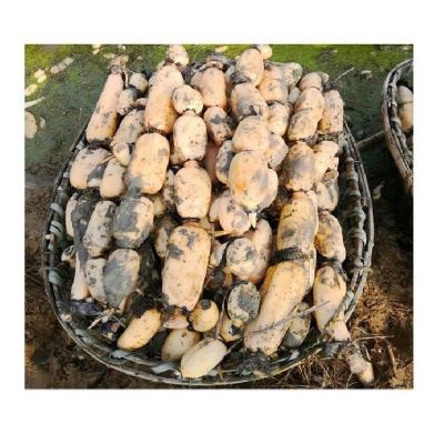 China Fresh Wholesale Fresh Lotus Root Factory Supply Refrigerate Vegetables with Competitive Price for sale