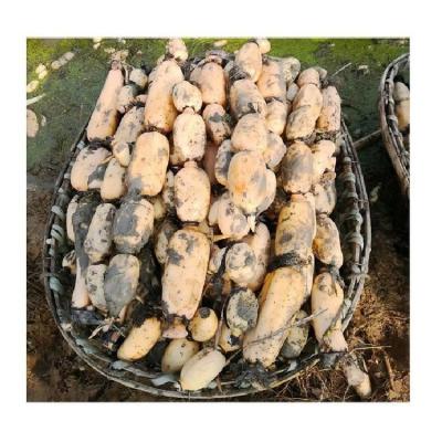 China Fresh New Crop Can IQF Freezing Process and Steamed Processing Type Shape Fresh Lotus Root for sale