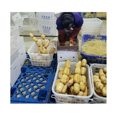 China Fresh Chinese famous vegetables products wholesale fresh fruits and vegetables lotus root for sale