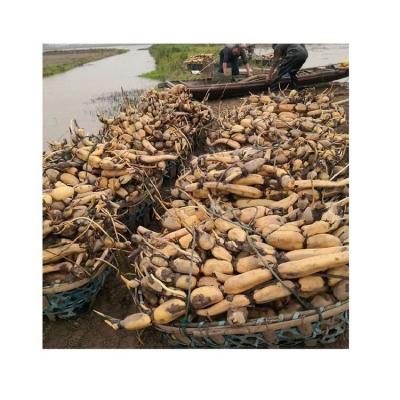 China Fresh China Export Fresh Refrigerate Frozen Vegetables Fresh Lotus Root Organic Vegetables For Catering for sale