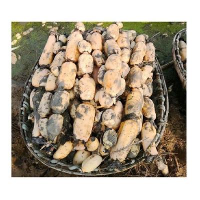 China Fresh High quality natural agricultural products fresh lotus root organic vegetables for catering for sale