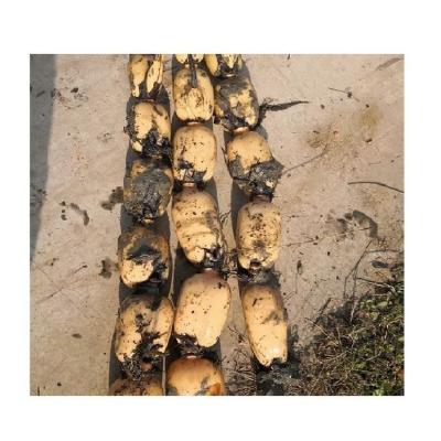 China Fresh Fresh wholesale refrigerate Lotus Root from manufacturer grade I high quality root for sale