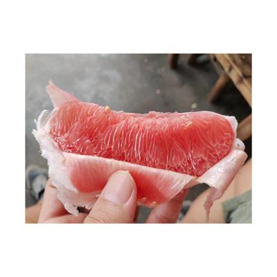 China Fresh Grapefruit Fresh Red Honey Pomelo 2023 New Crop China Fresh Pomelo Fruit Supply Red Pomelo Grapefruit for sale