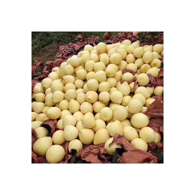 China Fresh Wholesale honey pomelo grapefruit export worldwide for fresh citrus fruit hot sale fresh pomelo fruit for sale