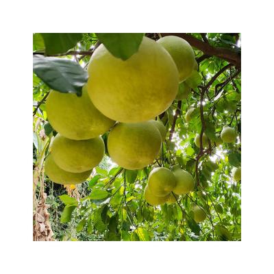 China Fresh Hot selling grapefruit Fresh fruit in season red meat honey pomelo healthy nutritious fresh green pomelo for sale